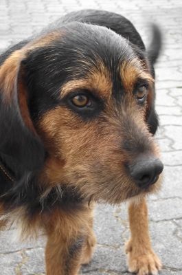 Terrish - kleiner R�de ist Familien- und Anf�ngerhund