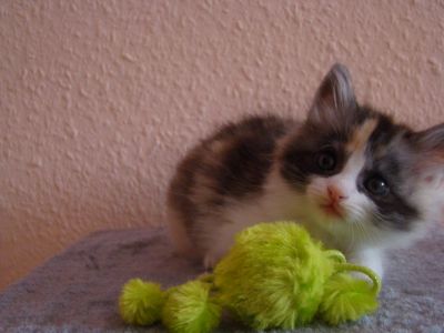 T�rkisch Angora Babys mit Stammbaum