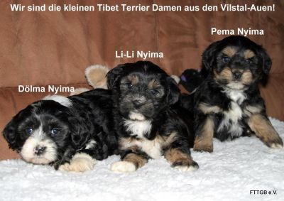 Tibet Terrier Welpen