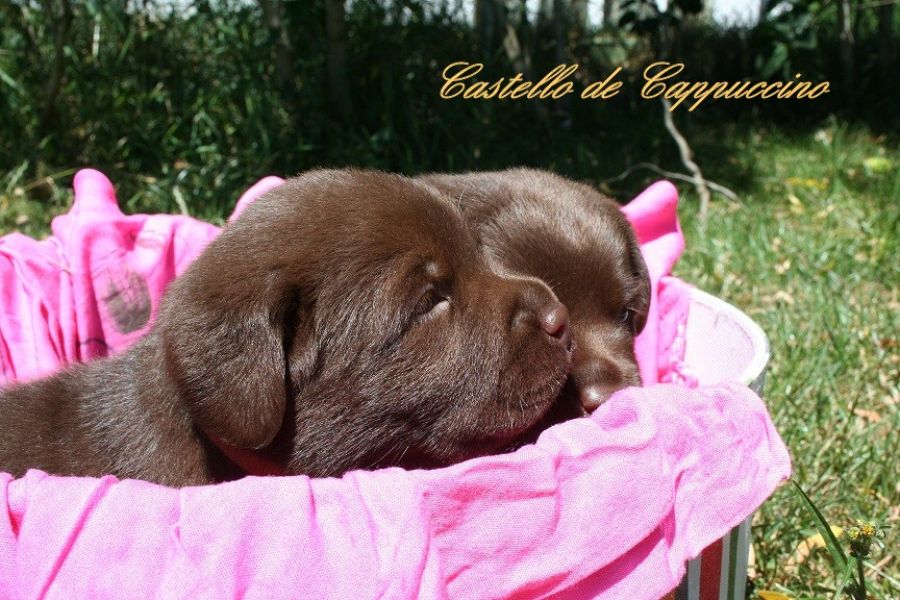 Labrador Welpen