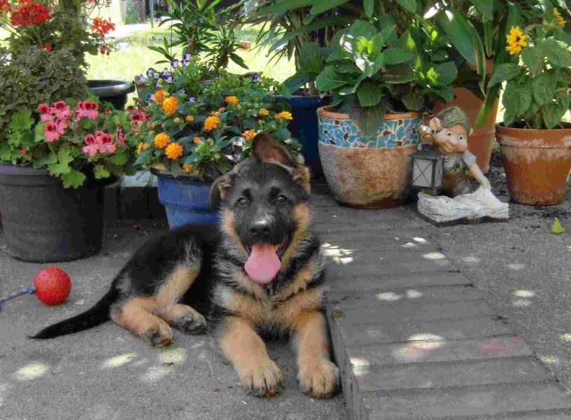 Deutsche Schferhunde    SV / VDH           