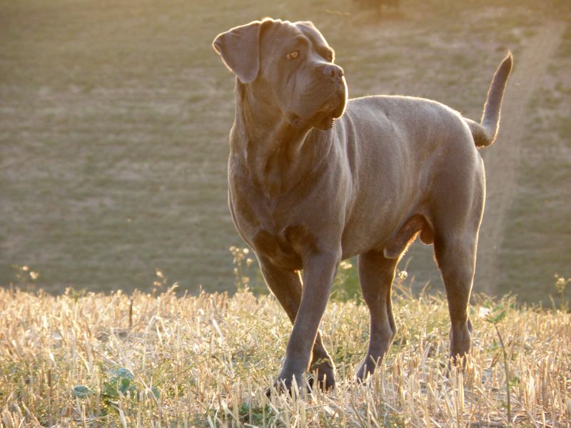 Der Cane Corso Italiano: Eine Rassebeschreibung.