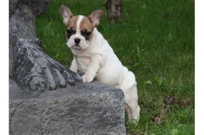 Ssse Franzsische Bulldoggen welpen..