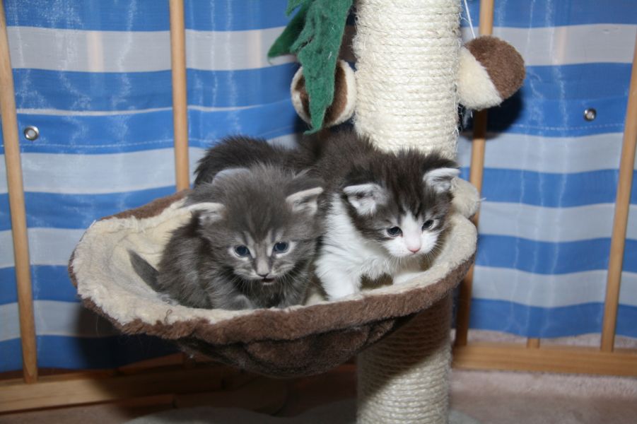 Mainecoon Kater