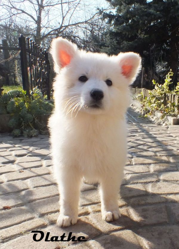 Gut sozialisierte Weie Schferhund Welpen mit Papieren sofort abzugeben