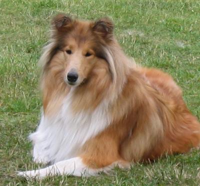 Wir erwarten Colliewelpen