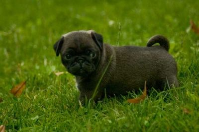 Mops Welpen 10 Wochen, freiatmend, mehrfach entwurmt und geimpft