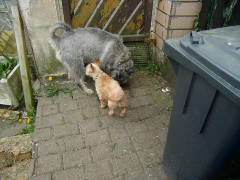 Bobby, HILFE, Herrchen verstorben