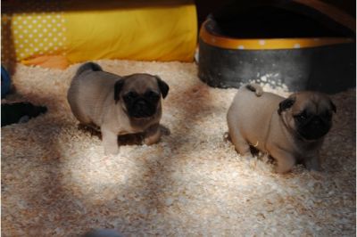Bildschne Mops Welpen abgabebereit !!