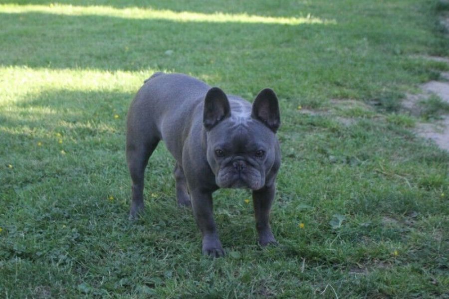 Wunderschne-blauer Mann der franzsischen Bulldogge 