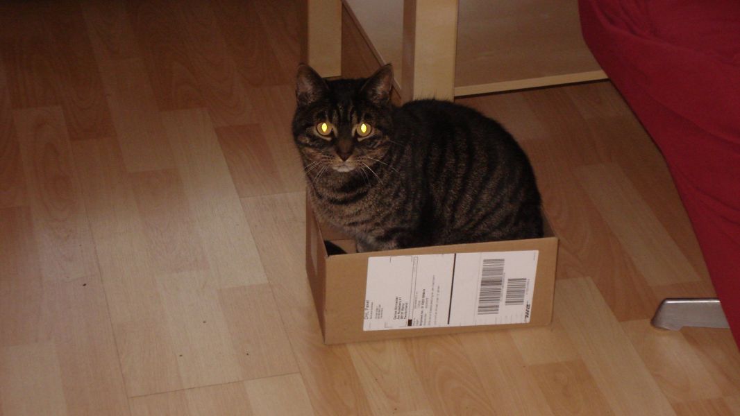 5 jhriger EKH Kater sucht Zuhause