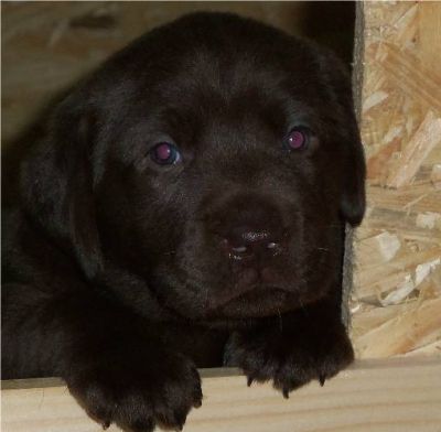 3 Labradorwelpen suchen noch passendes zu Hause!