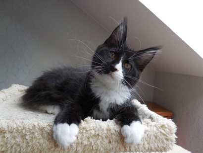 Maine Coon Babykater sucht liebevolle neues Zuhause