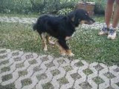 Joey sucht Fanilienanschluss