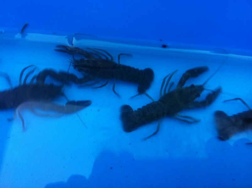 Edelkrebse aus deutscher Zucht, Teichmuscheln vom Koicenter Schafflund
