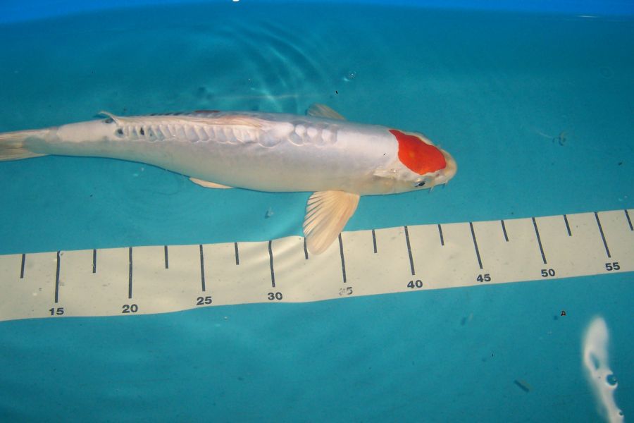 Koi Angebote, Teichmuscheln, Schnecken, Biotopfische