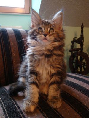 Maine Coon