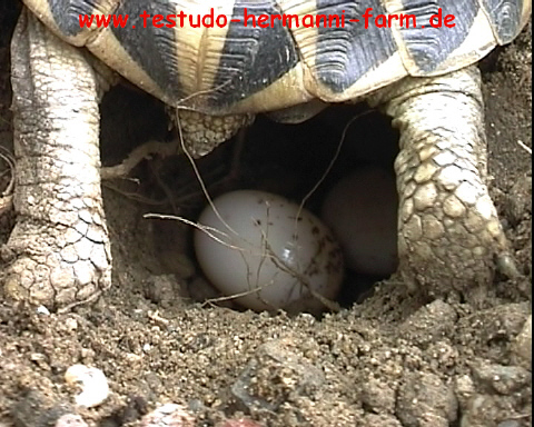 Italienische Landschildkröten Nachzuchten der Testudo hermanni hermanni