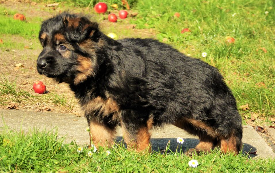 Deutsche Schferhunde  Langhaar