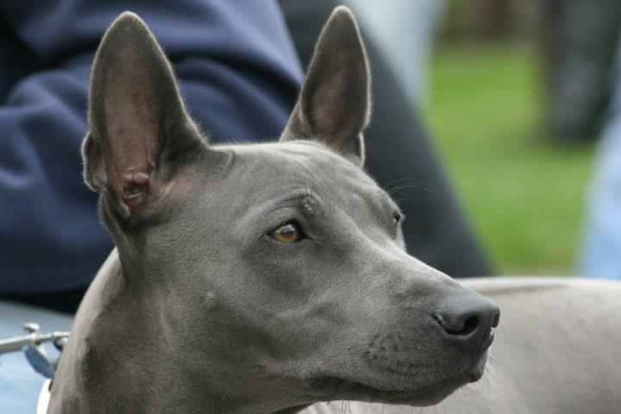 Thailand ridgeback