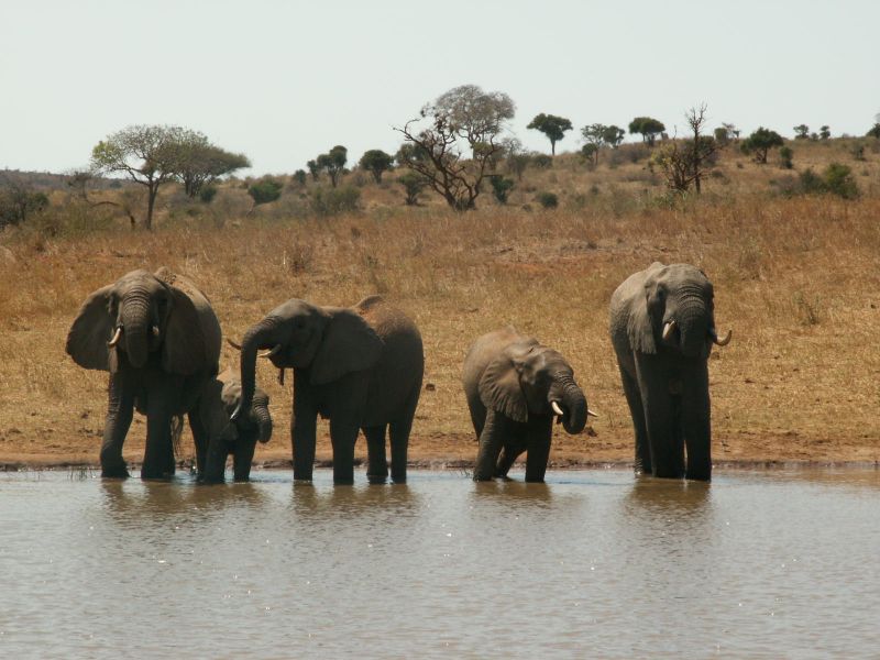 Safaris in Kenia