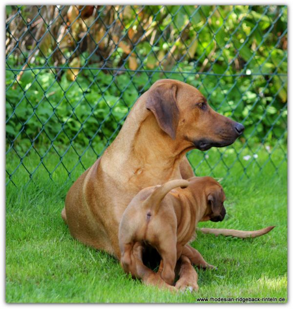 Rhodesian-Ridgeback Wurfplanung 2014
