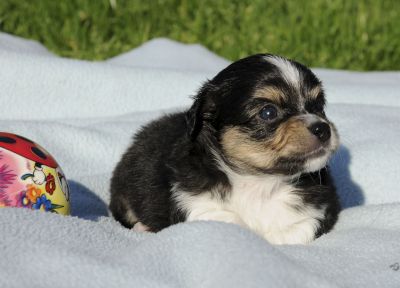 Chihuahua-Welpen in herrlichen Farben aus Top-Verpaarung