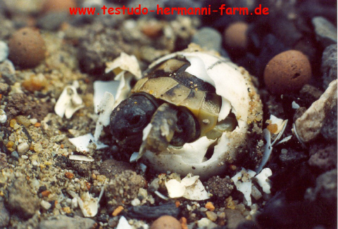 Italienische Landschildkrten Nachzuchten der Testudo hermanni hermanni