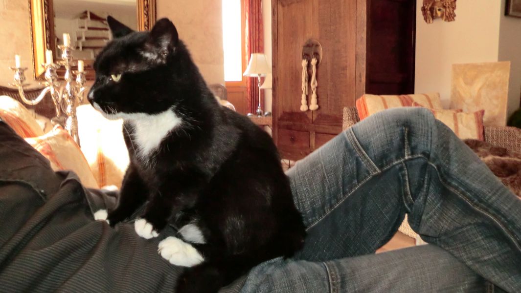 Katzenbetreuung vor Ort fr Worms & Alzey