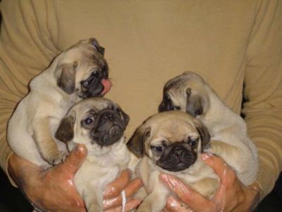 100% Bildhbsche Mops Welpen 