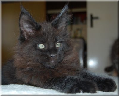 Maine Coon Kitten von super groen Elterntieren