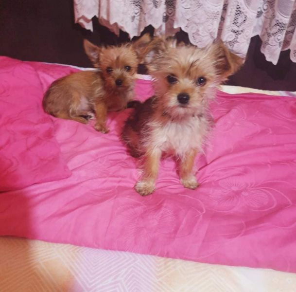 Yorshire Terrier