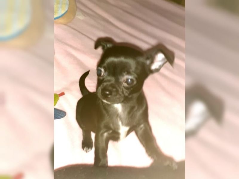  chihuahua welpen