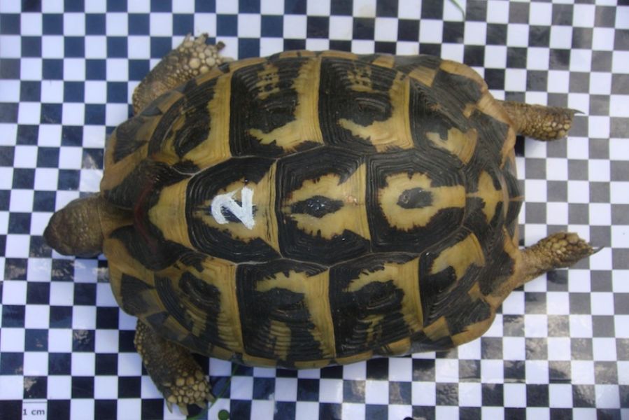 Griechische Landschildkrten West (adult) Ostrasse und Breitrandschildkrten