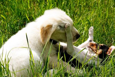 AnimalManShip - Axel Reichert - Tierpsychologie und Hundeschule
