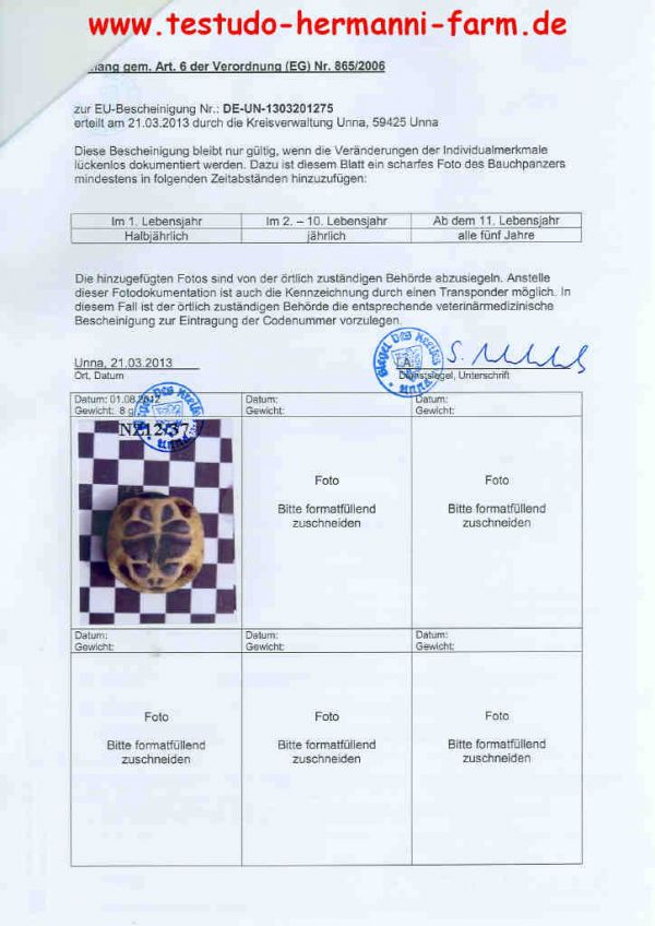 Italienische Landschildkrten Testudo hermanni hermanni Nachzuchten