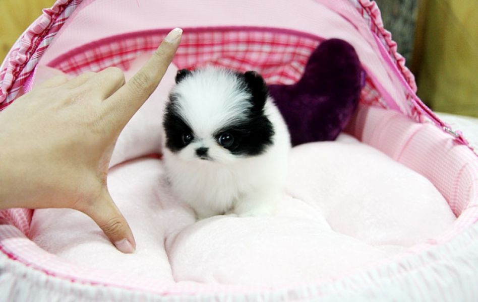 Sehr schne Pomeranian/Zwergspitzwelpen mit Ahnentafel