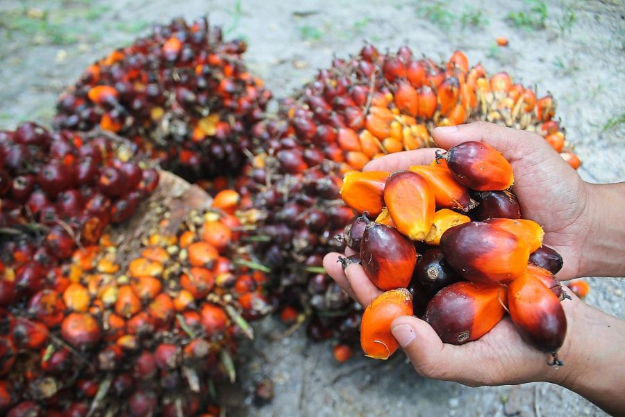 Palmöl zum Kochen, Biodiesel und andere Zwecke