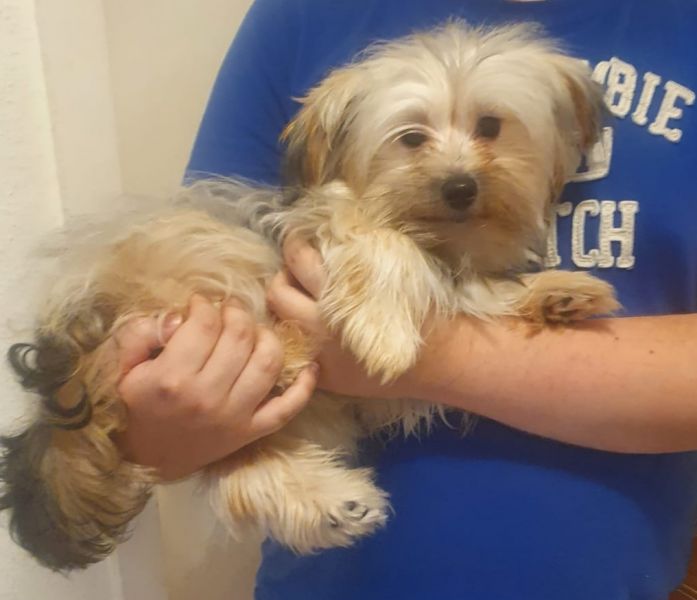 Verkauf von Yorkshire Terrier (Bolonka) 