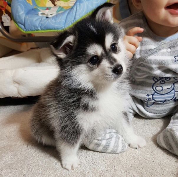 Wunderschne Pomsky Welpen zur Verfgung