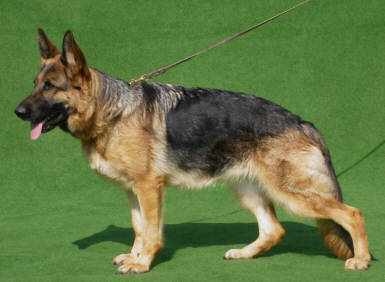 Deutscher Schferhund
