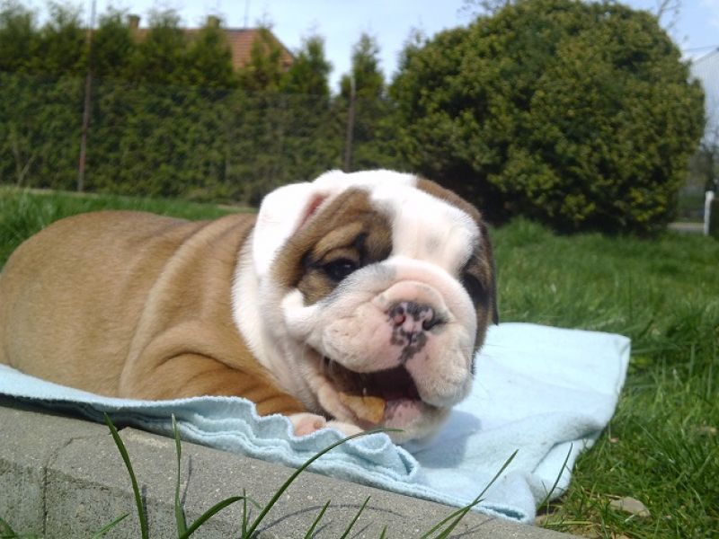 English bulldog - male , female