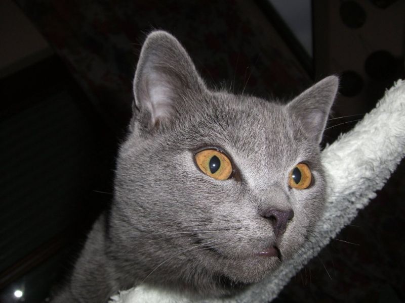 Kartaeuser Chartreux, reinrassige Kitten