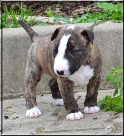Mniature Bullterrier Welpen abzugeben