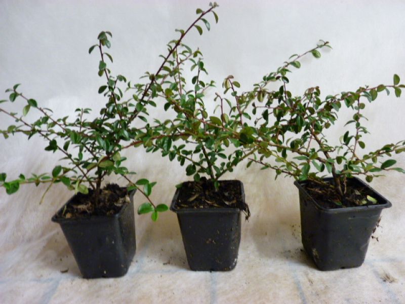 250 x Cotoneaster 'Coral beauty' Bodendecker im P9 Topf