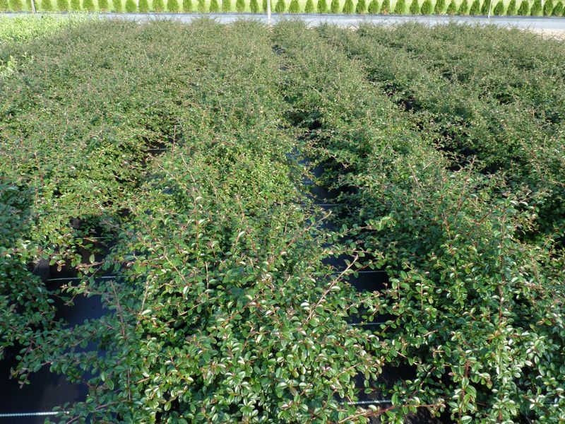 250 x Cotoneaster 'Coral beauty' Bodendecker im P9 Topf