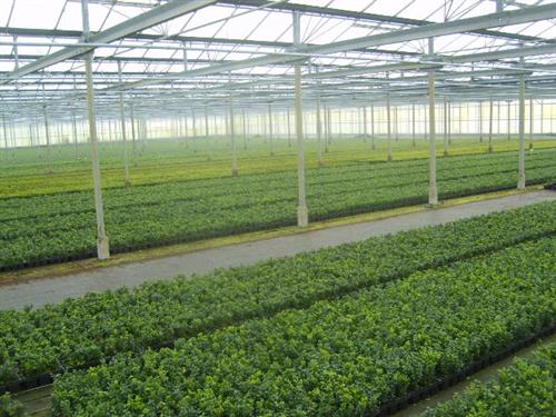 Buxus sempervirens 100 Stck Buchsbaum 8/15 Hecken Buchs Pflanzen 310036