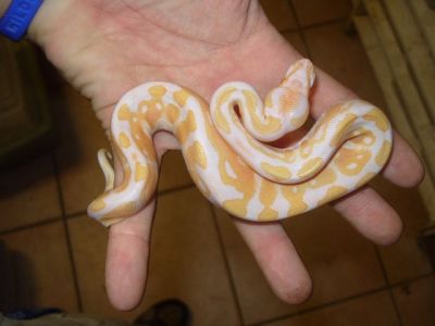 Piebald Ball Pythons zum Verkauf (jesminshow@gmail.com)