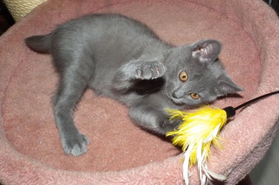 Kartaeuser Chartreux, reinrassige Kitten
