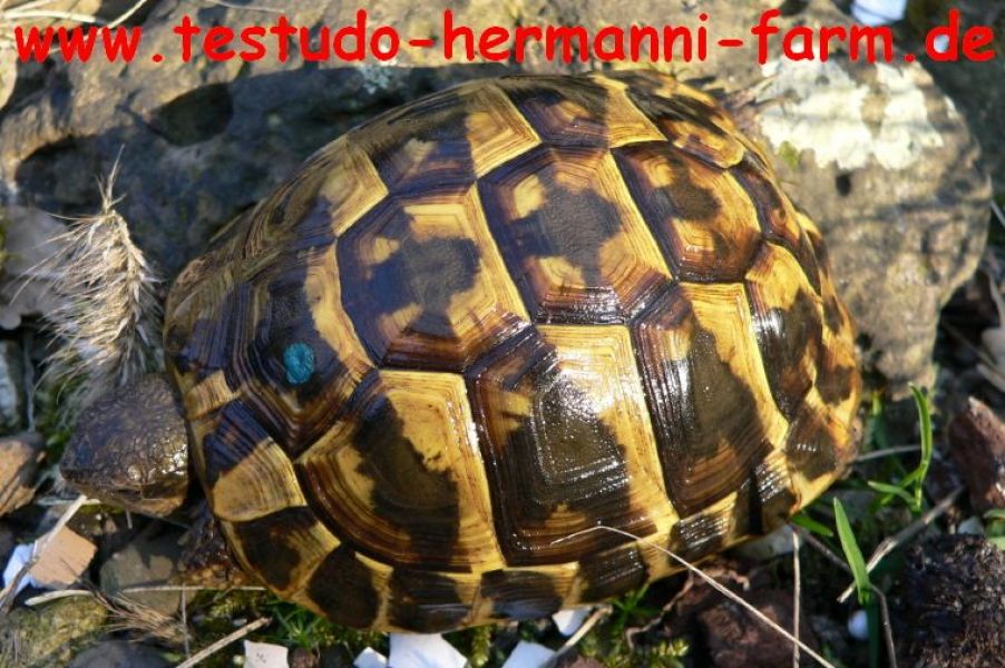 Italienische Landschildkröten Nachzuchten der Testudo hermanni hermanni